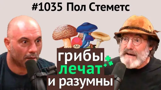 Джо Роган #1035 Пол Стеметс - о пользе грибов, мистических свойствах, разумности, кордицепсе и др.