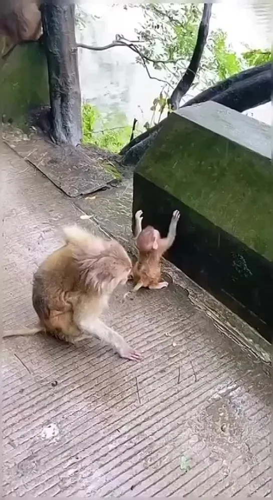 Видео от Богиня с юмором