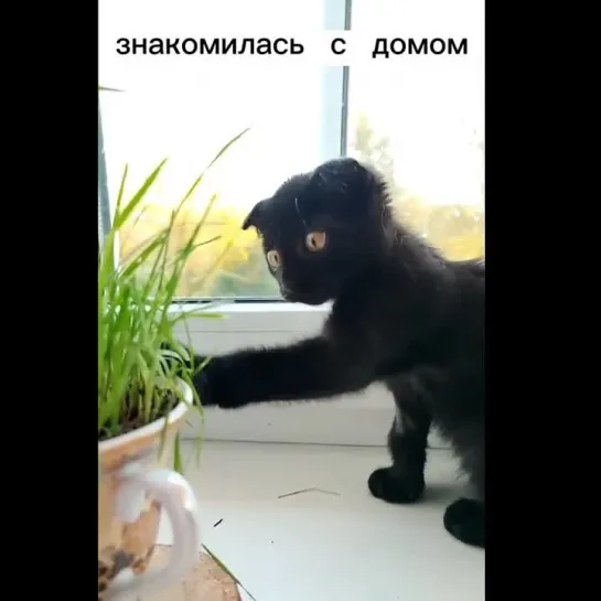 Дневник кота