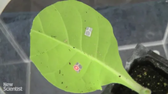 Male insects roars like a lion while walking on leaf