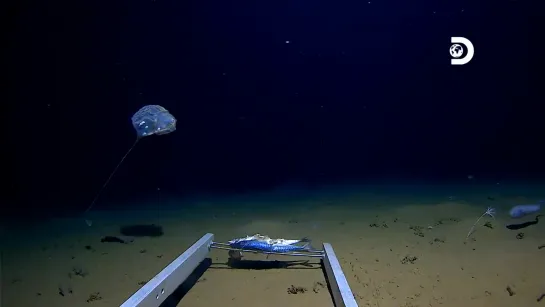 New Species of Jellyfish spotted in Java Trench by the Five Deeps Expedition