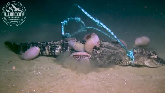 First-ever deep-sea alligator food fall