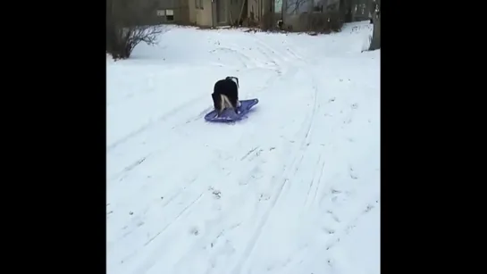 Любимое развлечение зимой