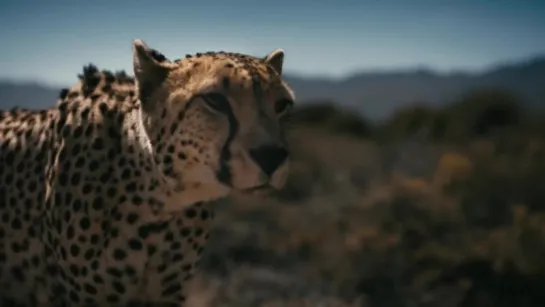 Drag Race vs. Formula E Car vs Cheetah