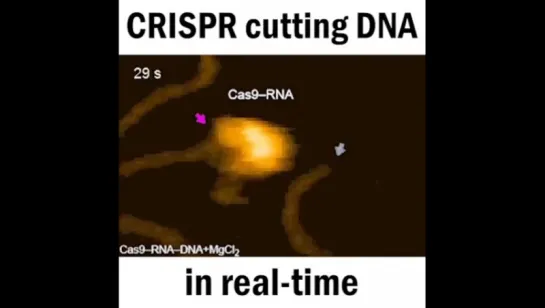 Белок CRISPR-Cas9 разрезает ДНК