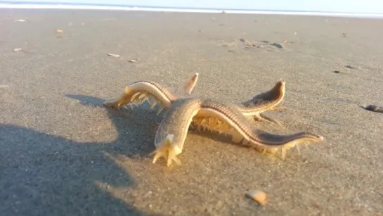 Walking Starfish