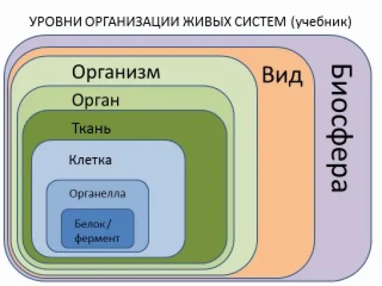 Управление в биологических системах - часть 1