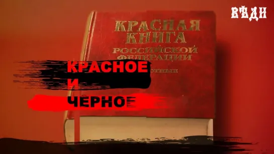 ДОКУМЕНТАЛЬНЫЙ ФИЛЬМ «КРАСНОЕ И ЧЁРНОЕ»