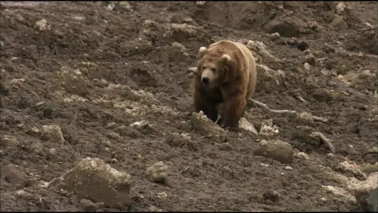 Дикая природа России / 1 серия Kamchatka / Камчатка