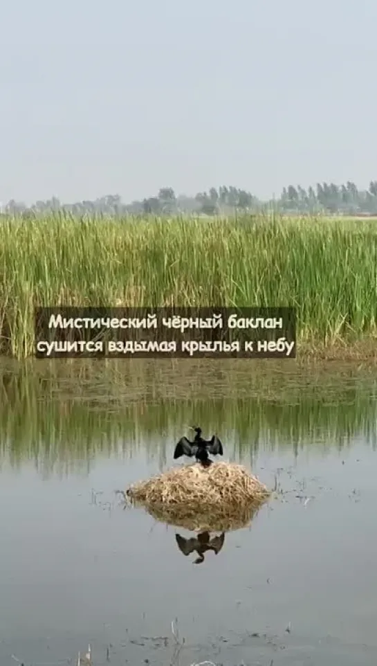 5. Мистический черный баклан;

🕊 ПТИЦЫ ВРАДЖА 🕊

🕊🐂🐄🕊🐂🐄🕊🐂🐄

Прекрасная подборка от матаджи Таруни Туласи деви даси.