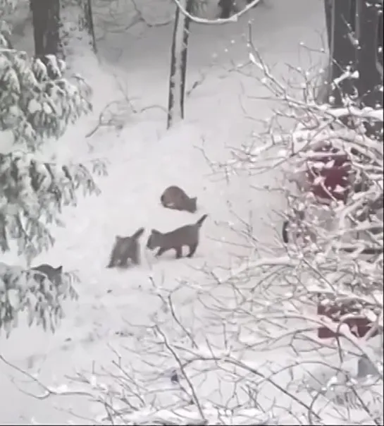 Видео от Типичный творческий