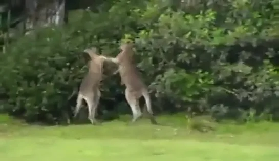 Kangaroo chokes another kangaroo