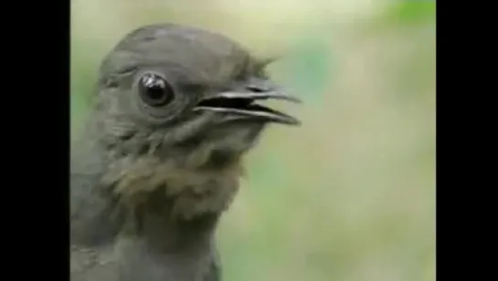 Amazing! Bird Sounds From The Lyre Bird - David Attenborough  - BBC Wildlife