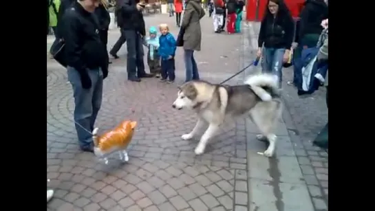 Malamute Puppy meets Helium Cat