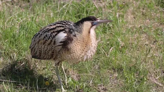 Eurasian bittern / Большая выпь / Botaurus stellaris