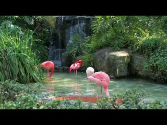 Flamingo's I Shot At The LA Zoo (by Ezra Kamer) \ Фламинго