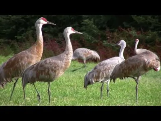 Sandhill Crane Chase  (by Nina Faust) \ Журавли