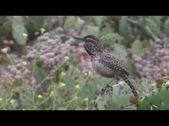 Coastal Cactus Wren (by Don DesJardin)