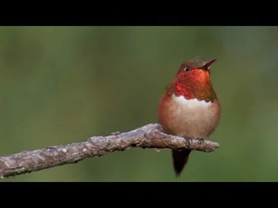 Allen's Hummingird  (by Don DesJardin) \ Колибри