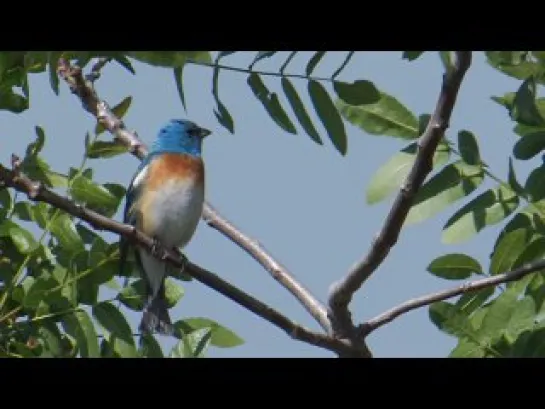 Lazuli Bunting  (by Don DesJardin) \ Птица овсянка