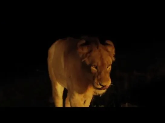 Wildlife.South.Africa.Part.2.Big.Five.2012.BDRip