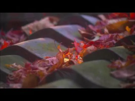 Kyoto Autumn Color \ Осенний цвет Киото (Япония)