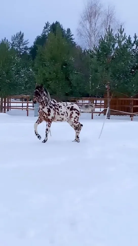 Видео от ❀Этот Удивительный Мир ❀