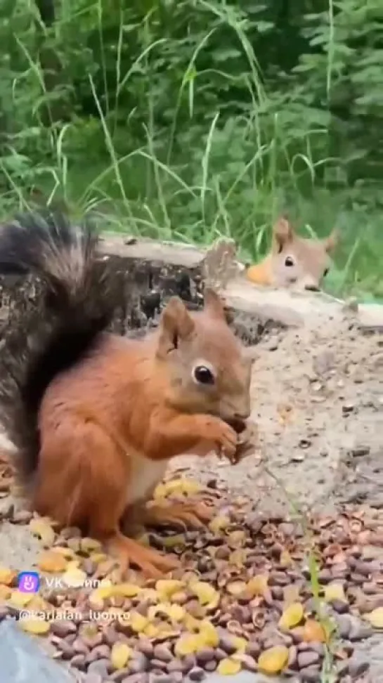 Белочки на перекусе