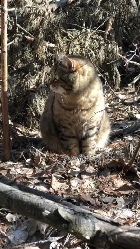 Видео от ❀Этот Удивительный Мир ❀