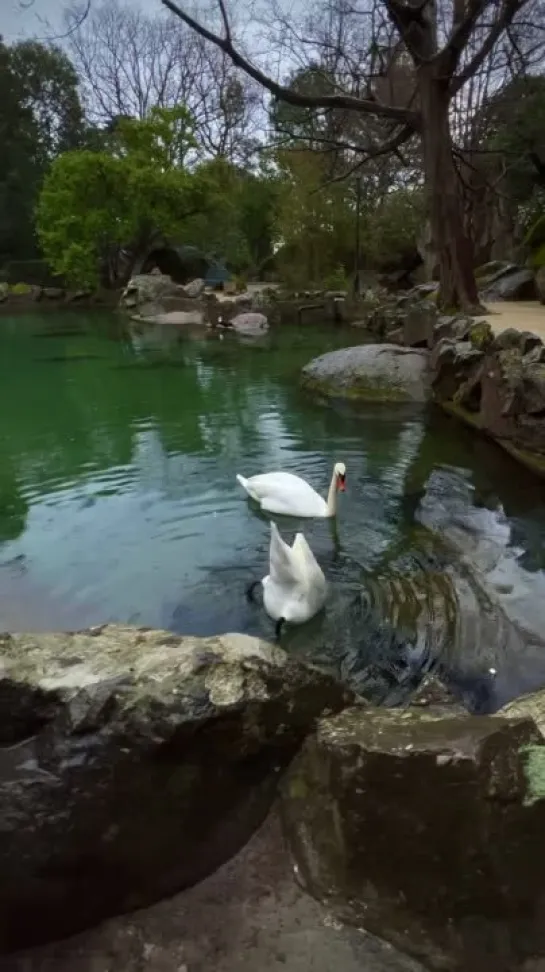 🦢🙃Перевёрнутые лебеди Алупки. 8 марта 2023. Снято на айфон 🤳🏻