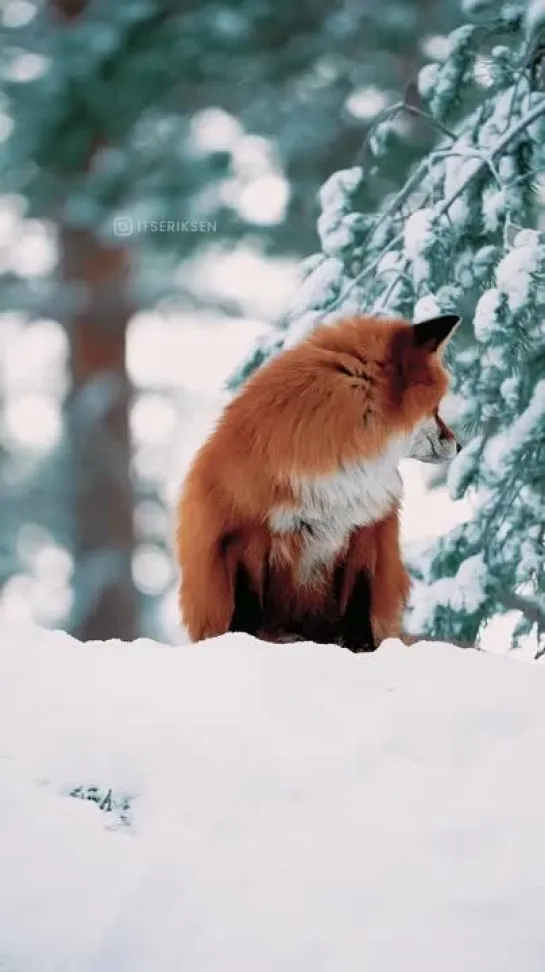 Леса в зимнем лесу.