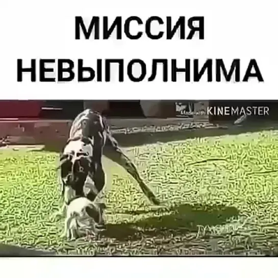 Видео от СБИЛСЯ С РЕЖИМА