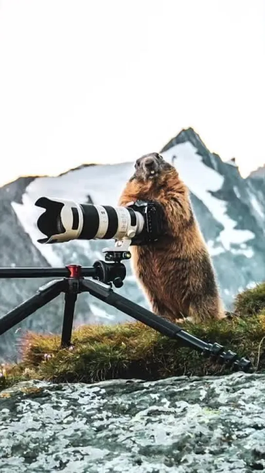 Сейчас бы просто устраивать фотосессию сурку, а не вот это вот всё.