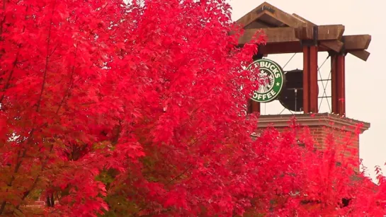 Autumn Foliage in Washington State