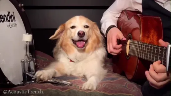 Play Guitar With Dog