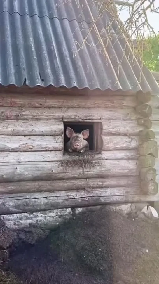 Видео от Телеканал «Загородный»