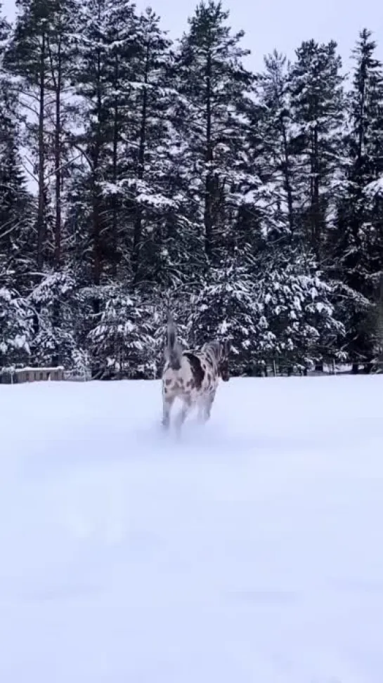 Видео от Телеканал «Загородный»