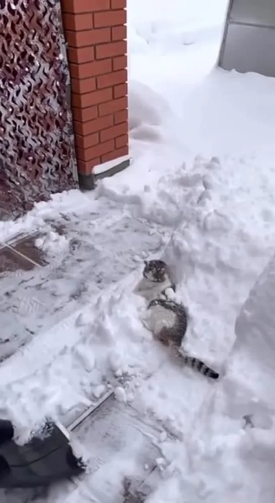 Видео от Телеканал «Загородный»