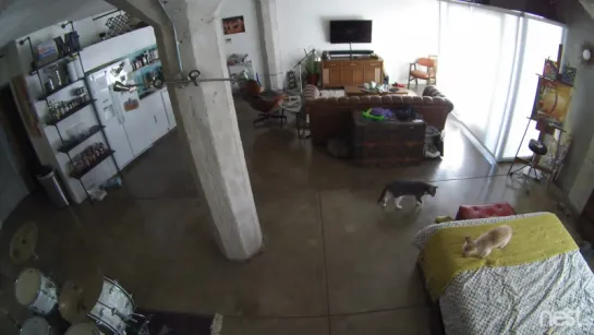 Cat Shuts Up Dog