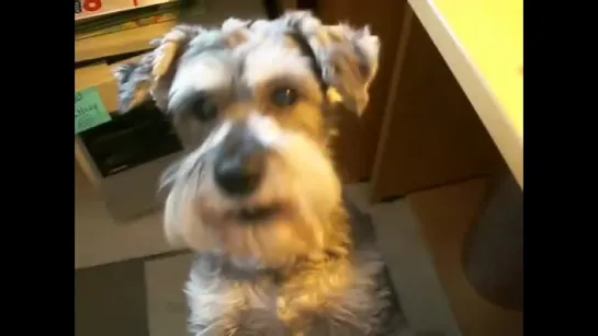 Gracie, the Mini Schnauzer is Hungry