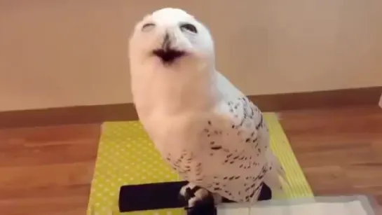 Laughing Owl