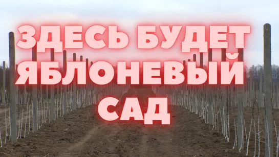 Новый яблоневый сад заложили в кировском «Рассвете»