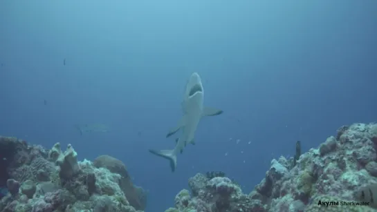 Акулы Sharkwater - Cleaning in Dance Grey Reef Sharks in Palau