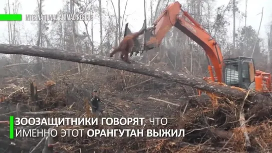 Орангутан бросился на ковш экскаватора, спасая свой лес