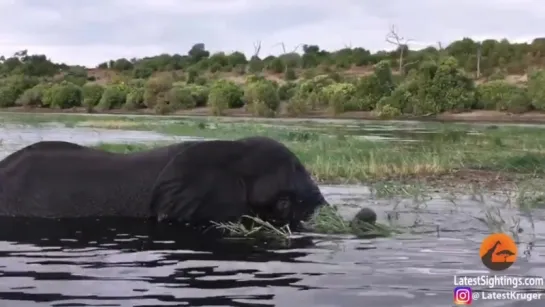 Нападение слона на лодку попало на видео