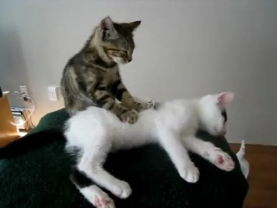 Kitten massage therapy