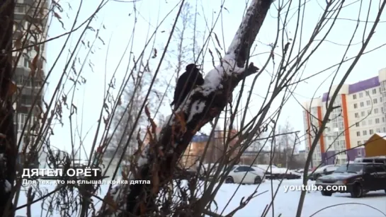 Мегаполис - Дятел орёт - Нижневартовск