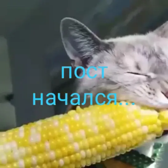 Постный кот 😻