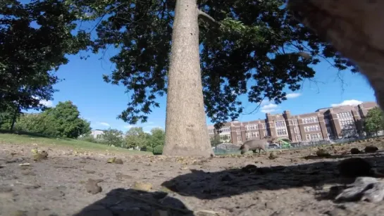 Squirrel take GoPro and gives best POV EVER!!!