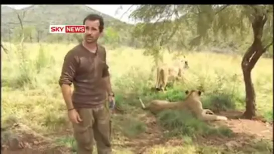 The Lion Whisperer